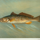 Illustration for article titled Fishes of North America That are Captured on Hook and Line
